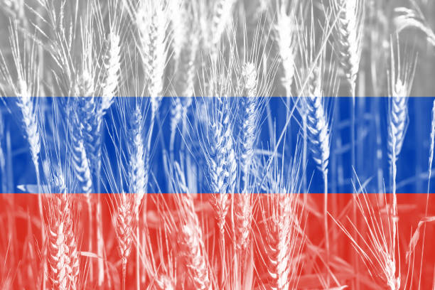 istock Wheat price increase in Russia 1384756354