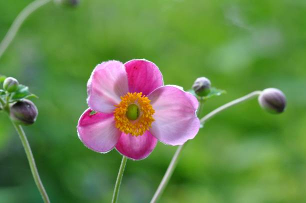 istock Anemone hupehensis var. japonica 1384763129
