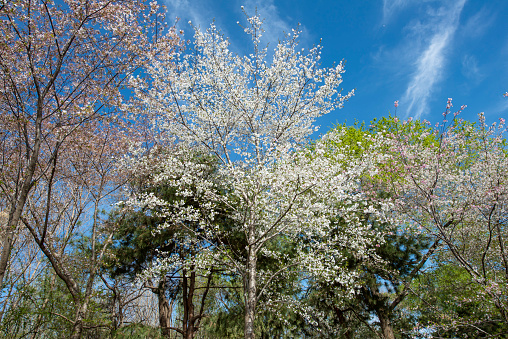 Blossoming of peach flowers in spring time