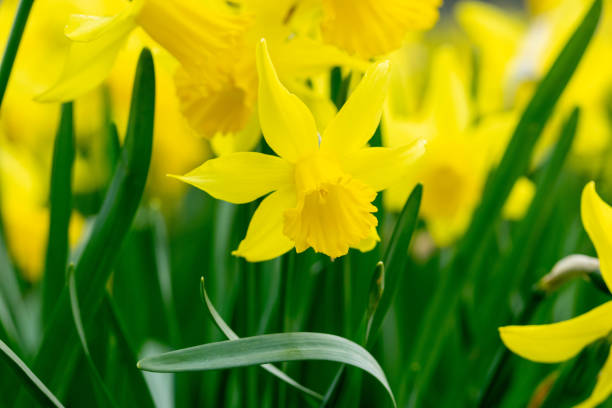 istock macro photo of yellow daffodils in bloom 1384769441