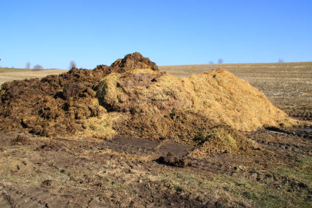 istock Dung heap is stored on a meadow 1384769627