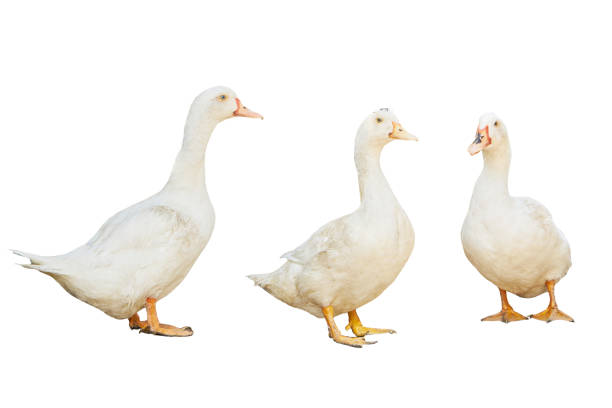istock group white pekin ducks isolated on white background. diary duck cut out 1384769870