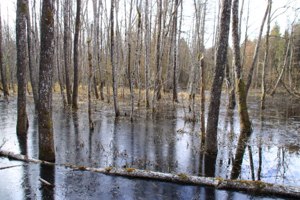 istock Trees are under water in the moor near Wolfegg 1384769885