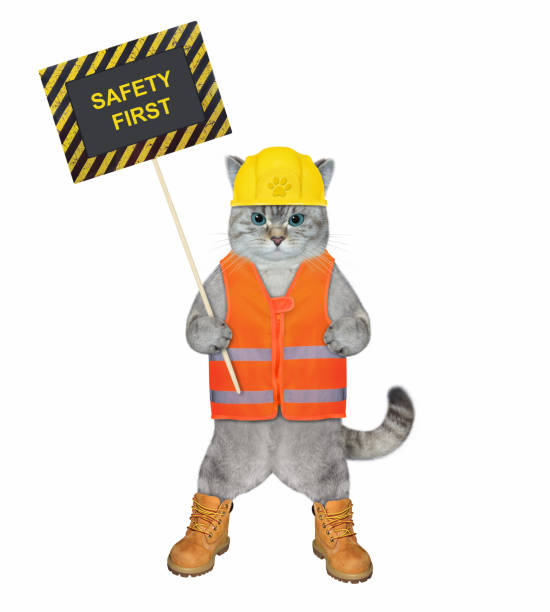 istock Cat ashen holds poster safety first 2 1384770509