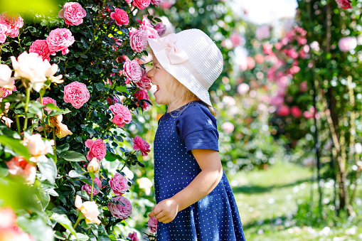 Portrait of little toddler girl in blossoming rose garden. Cute beautiful lovely child having fun with roses and flowers in a park on summer sunny day. Happy smiling baby.