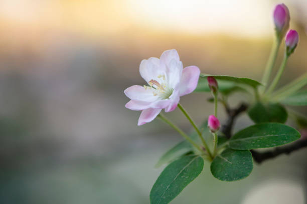 flores na primavera - leaf defocused dew focus on foreground - fotografias e filmes do acervo