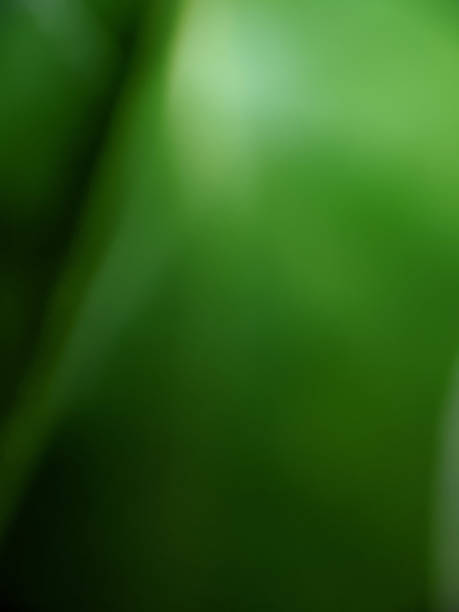 istock defocused green nature abstract background 1384771195