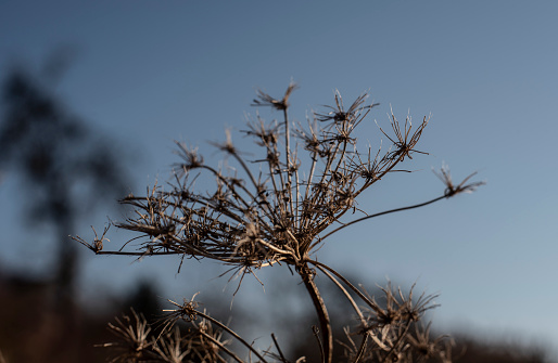 the wilted flower of a wild carrot on a sunny winter morning