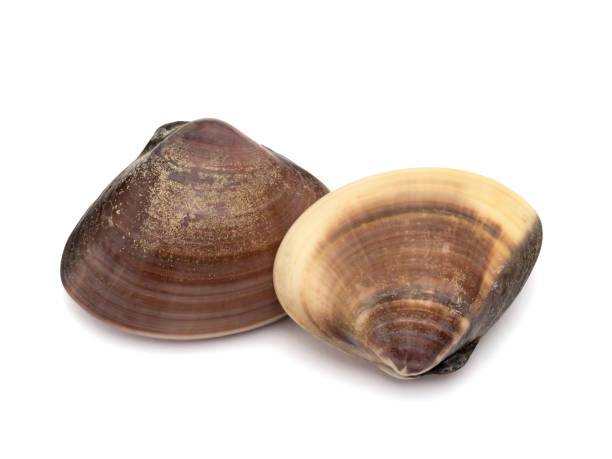 istock A raw Japanese clam named 