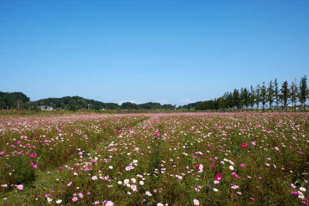 istock Cosmos flower garden 1384772851