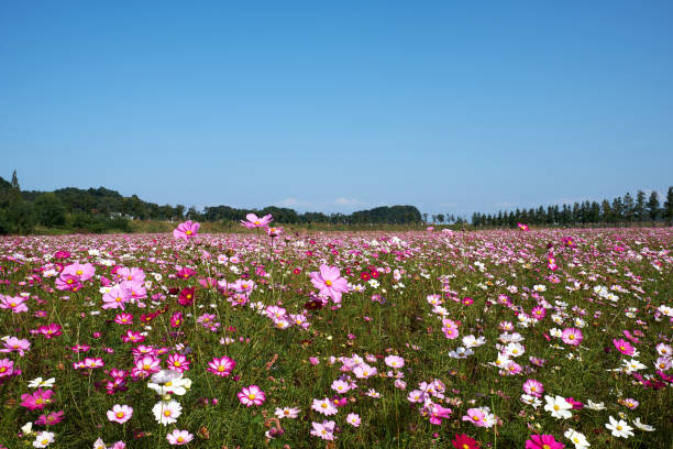 istock Cosmos flower garden 1384772877