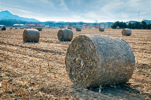 roll of dry hay in the field