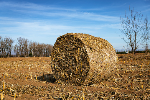 typical french landscape in the department of Seine-et-marne with large rolls of hay on a dry field