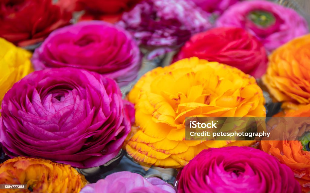 Colorful flowers background Multi colored flowers floating on water. Springtime Stock Photo