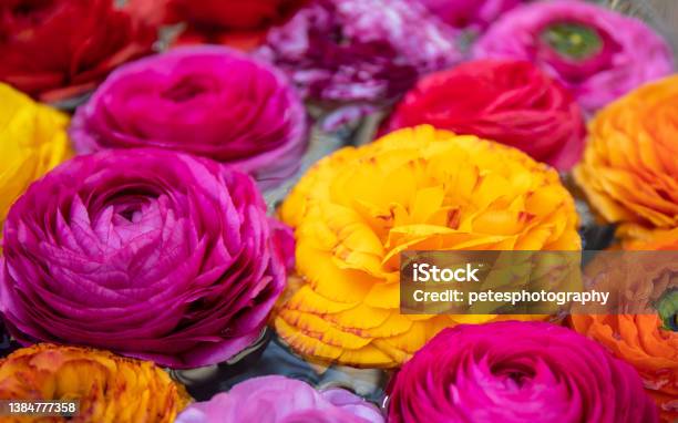 Colorful Flowers Background Stock Photo - Download Image Now - Springtime, Backgrounds, Floating On Water