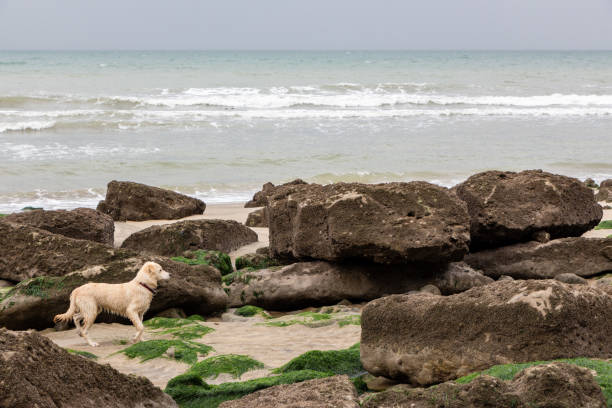 Industrial beach between Le Havre and Étretat