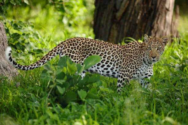 A mother Jaguar, Panthera onca, and her cub in the  Pantanal Wetlands, of Brazil.