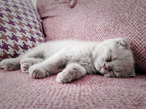 Close-up of british shorthair folded kitten sleeping soundly