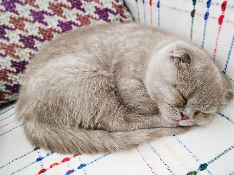 Close-up of british shorthair folded kitten sleeping soundly