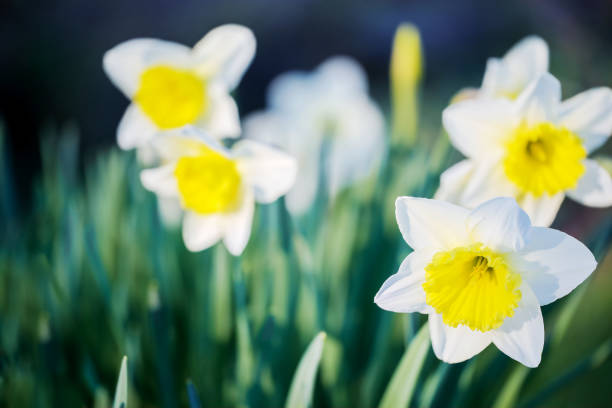 Close-up of white-yellow daffodils blooming in springtime.