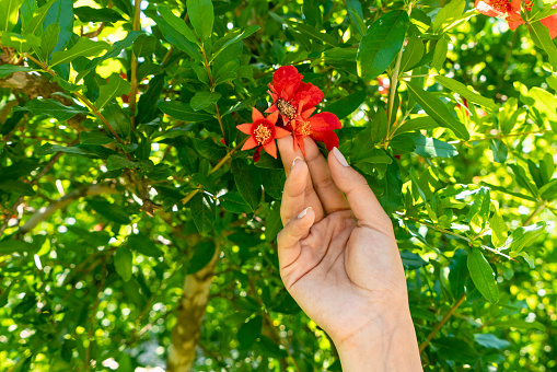 Young woman hand touching pomegranate flower