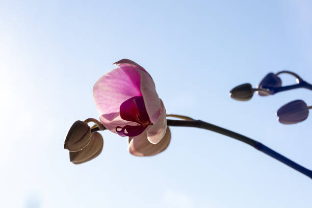 pink orchid on a window against a blue sky