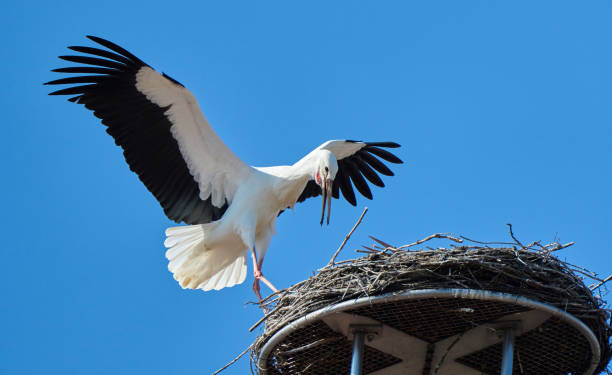 istock Couple of Storks nesting on church`s roof 1384787748