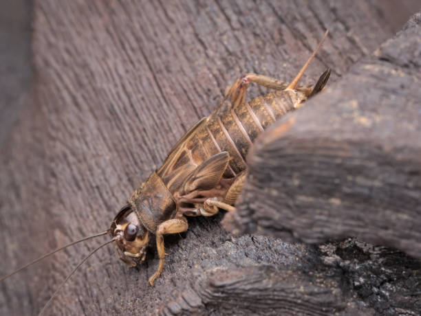 istock a cricket on the wood 1384788076