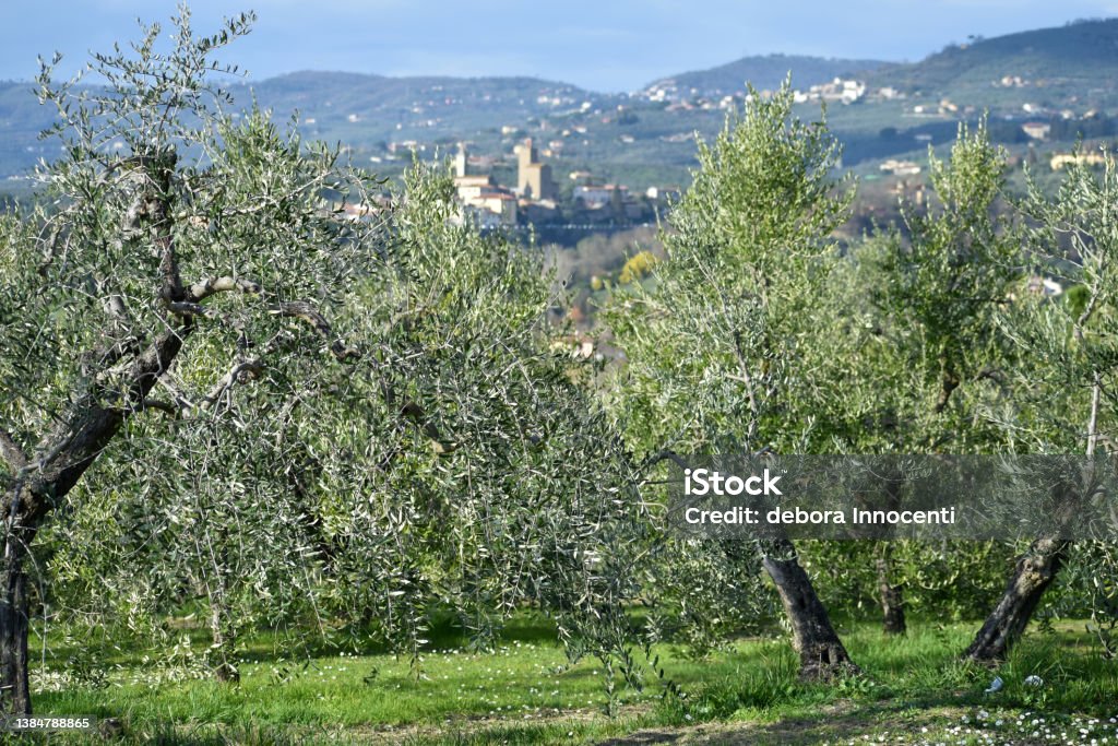 panorama delle colline di Montalbano, veduta di Firenze e Vinci - Foto stock royalty-free di Agricoltura