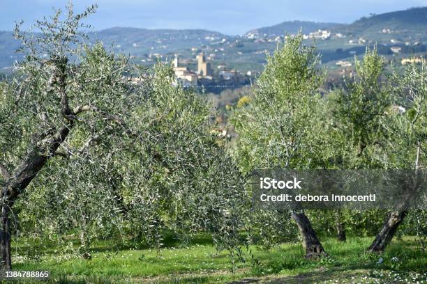 Panorama Delle Colline Di Montalbano Veduta Di Firenze E Vinci - Fotografie stock e altre immagini di Agricoltura