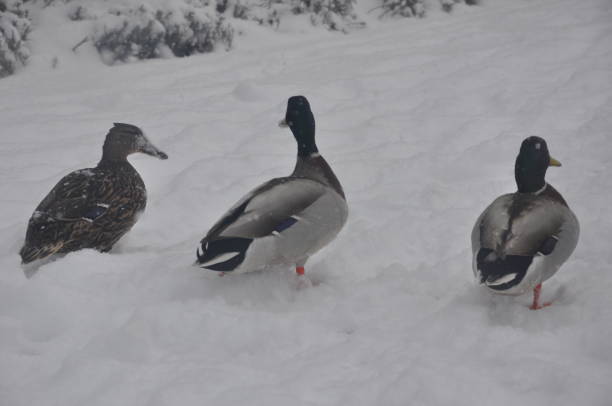 istock Some ducks are walk in the snow 1384789795