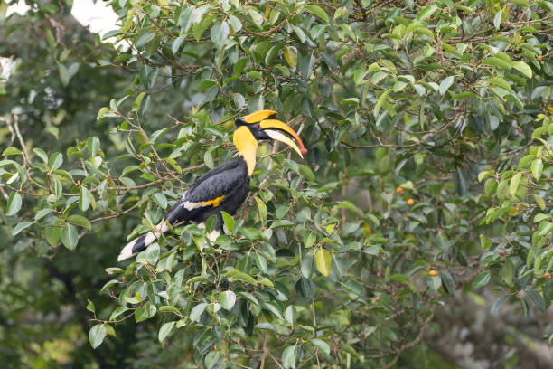 nashornvogel : erwachsenes männchen großer nashornvogel (buceros bicornis), auch bekannt als konkav umsetzbarer nashornvogel, großer indischer nashornvogel oder großer junghornvogel. - doppelhornvogel stock-fotos und bilder