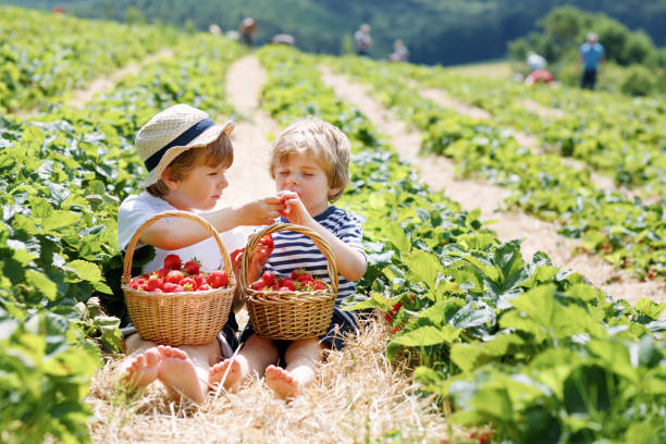 istock Two little sibling boys on strawberry farm in summer 1384796821