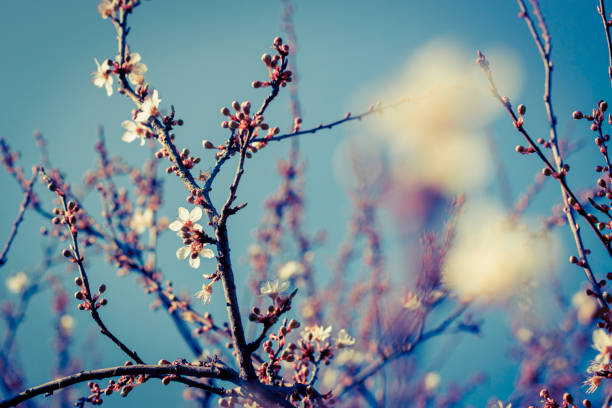 Branches of a cherry tree in spring with selective focus.
