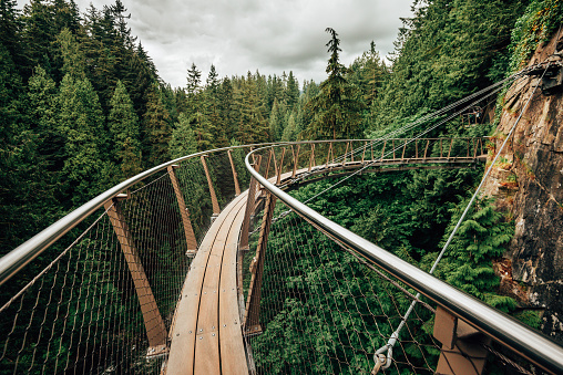 walking on the trees