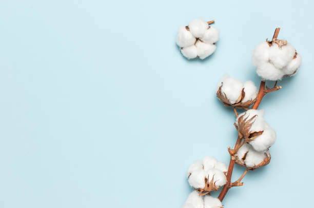 istock Flat lay Beautiful cotton branch on blue background top view copy space. Delicate white cotton flowers. Light color cotton background. Cotton production 1384806270
