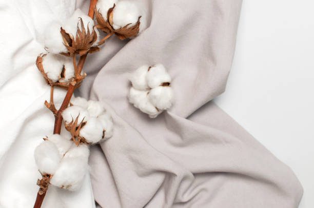 Flat lay Beautiful cotton branch, white and gray fabric on gray background top view copy space. Natural cotton fabric texture. Delicate white cotton flowers. Light cotton background. Eco textiles