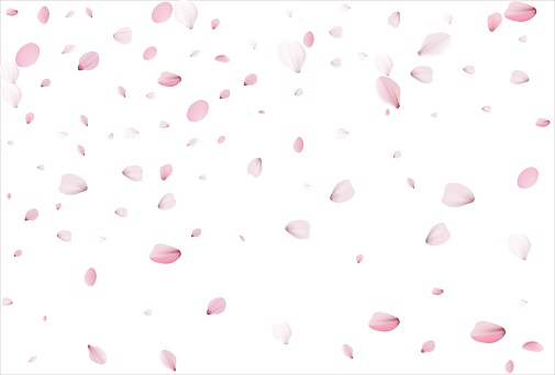 Sakura petals. Cherry petals vector backdrop
