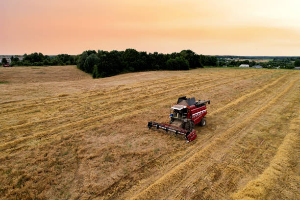 istock Combine harvester in wheat field on sunset. Agricultural machine during cutting crop. Combines during grain harvesting. Flour and bread production. Silage and hay harvesting in farmers country. 1384809551