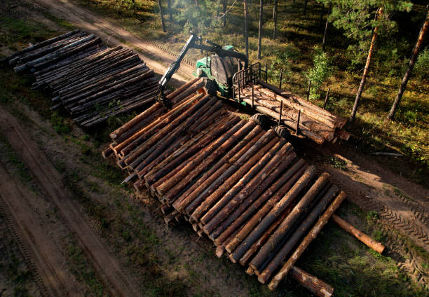 macchina caricatrice gru durante la bonifica dei terreni boschivi. la mietitrice gommata trasporta il legname grezzo dal sito di abbattimento. mietitrebbie, macchine forestali. spedizioniere forestale sulla deforestazione. - lumber industry forest tree pine foto e immagini stock