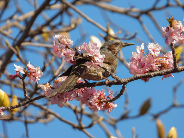 istock the bird with sakura flower 1384809771