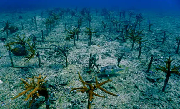 Photo of Coral conservation in the ocean