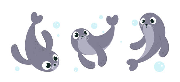 Vector illustration cute and beautiful sea calf on white background. Charming character in different poses in cartoon style. Vector illustration cute and beautiful sea calf on white background. Charming character in different poses in cartoon style. seal animal stock illustrations