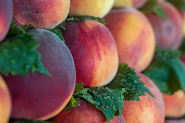Fresh ripe peaches in the market