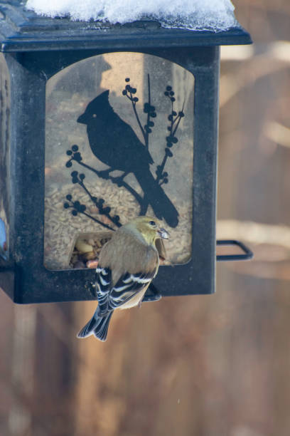 istock American Goldfinch at feeder # 1384814926