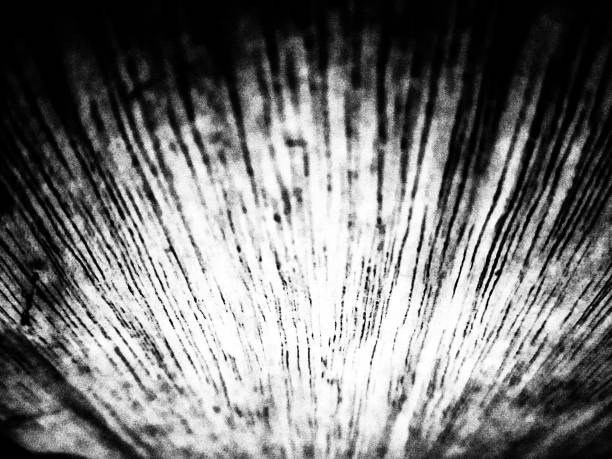 線パターンを持つ抽象的な背景白黒 - black white macro high contrast ストックフォトと画像