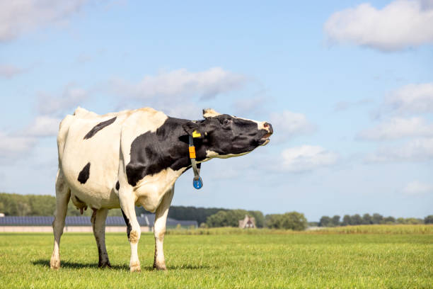 Wailing cow with black dots standing mooing in a field, totally in view Wailing cow with black dots standing mooing in a field, totally in view, mooing desperate bellows stock pictures, royalty-free photos & images