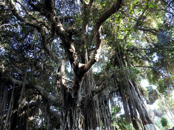 istock old aged tree with multiple hanging branches and old thick trunk and the blue sky could be seen through the tree branches 1384819293