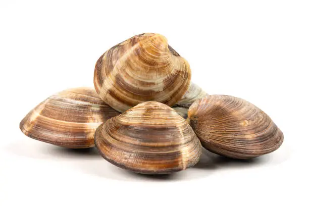 Photo of Clam on White Background