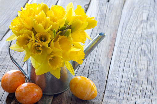 Spring daffodils in watering can with colorful eggs on wooden boards, easter decoration concept background